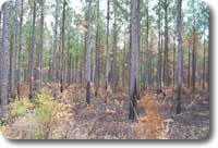 Controlled Burning