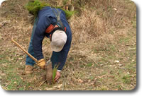 Hand Planting