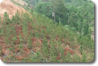 Pre-Commercial Thinning