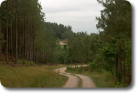Reforestation Services